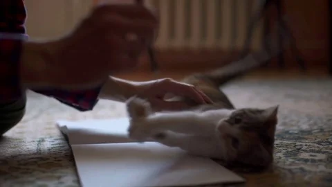 Young man playing with white kitten 스톡 동영상 80019899