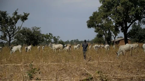 A Young Man Plays a Flute for Cattle co Stock Footage 115726647