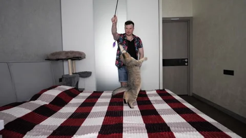 Young man plays with Scottish Fold cat in an apartment. Cat playing with feather Stock Footage 340150318