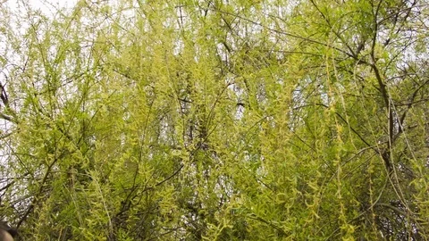 Young man practicing wing chun in the forest Video stock 80664926