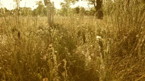 Young man practicing yoga in a summer forest. Video stock 79576874