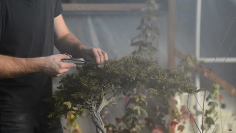 Young man pruning bonsai tree. Stock Footage 99684564