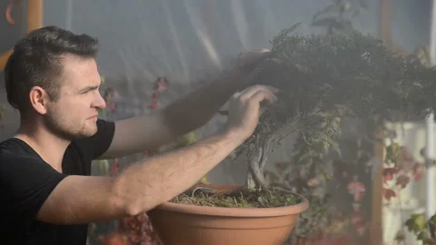 Young man pruning bonsai tree. Stock Footage 99684817