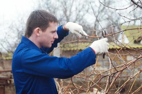 Young man pruning branch Stock Photos