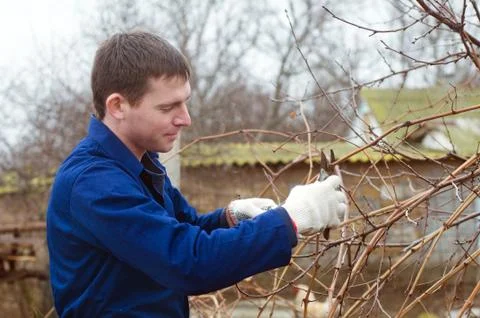 Young man pruning branch Stock Photos