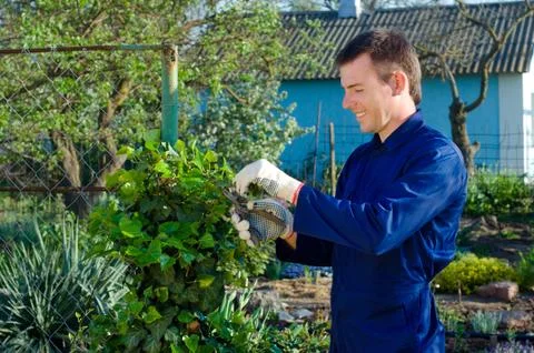 Young man pruning ivy Stock Photos