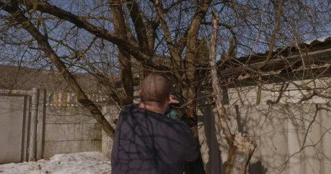 Young man pruning a large bare tree with a handsaw during a sunny day in early Stock Footage 332738683