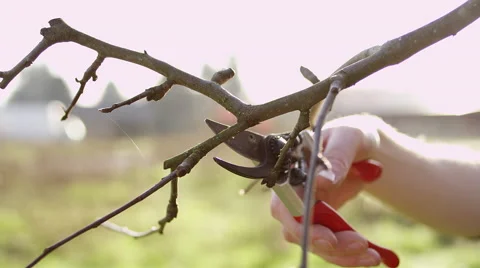 Young man pruning small branches from a tree Video stock 59170303