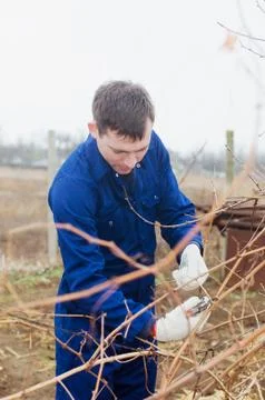 Young man pruning vine branch Stock Photos