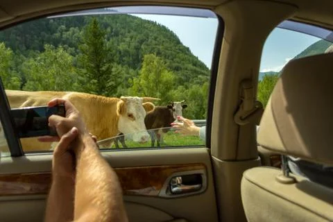 A young man pulling two hairy hands into the open window of a moving car hold Stock Photos
