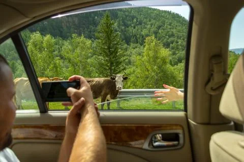 A young man pulling two hairy hands into the open window of a moving car hold Stock Photos