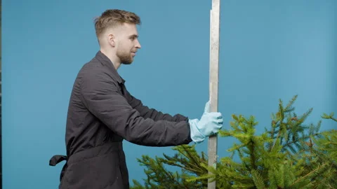 Young man pulls a cart with a Christmas tree and looks at the camera Stock Footage 276380117