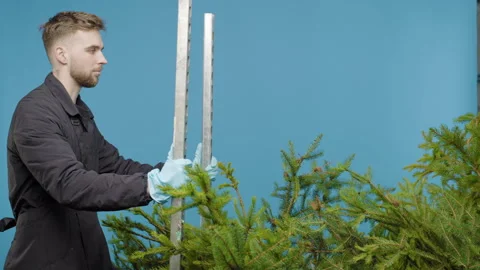 Young man pulls a cart with a Christmas tree and looks at the camera Stock Footage 276380373