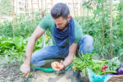 Young man pulls out potatoes in the vegetable garden Stock Photos