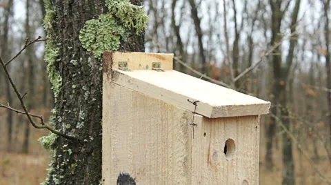 Young man puts new bird house nesting box on oak tree for small birds Stock Footage 48699543