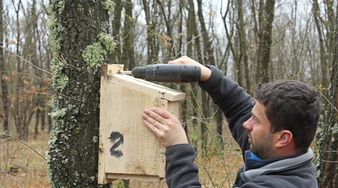 Young man puts new bird house nesting box on oak tree for small birds Stock Footage 48699559
