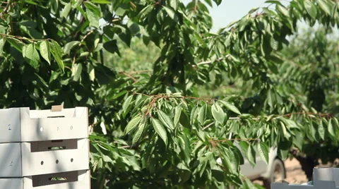 The young man puts packaging Stock Footage 64635159