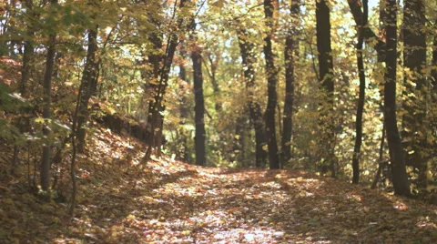 Young man riding on the bycicle in the forest path Stock Footage 56628133