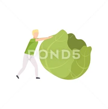 Young man rolling huge cabbage, healthy eating, diet, organic vegan food vector Stock Illustration