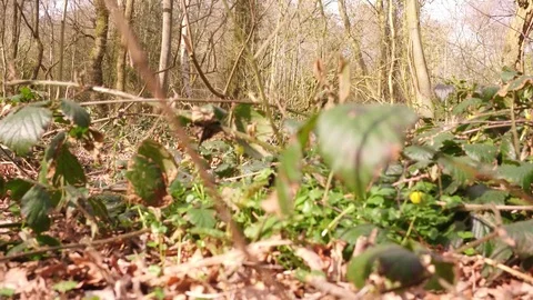 Young Man Running In Forrest Exercising and Jumping Outdoors Steady Cam Shot Stock Footage 89673472