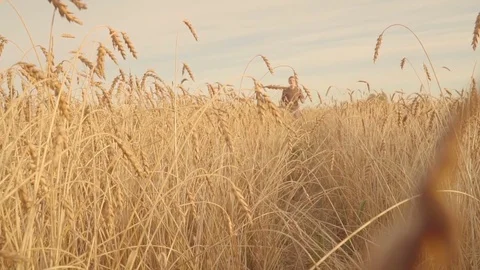 Young man running through sunlit golden wheat field. Slow motion Stock Footage 80158299