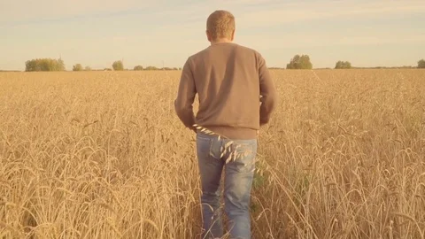 Young man running through sunny golden wheat field. Rear view, slow motion Stock Footage 80278555