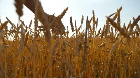 Young man running through wheat field, rear view.  Slow mo Video stock 65107869