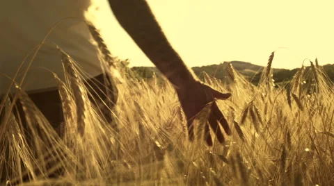 Young man running throughout a sunny wheat field outdoor Stock Footage 64500859