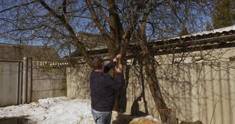 Young man sawing an old fruit tree during seasonal spring pruning in a snowy Stock Footage 333233857