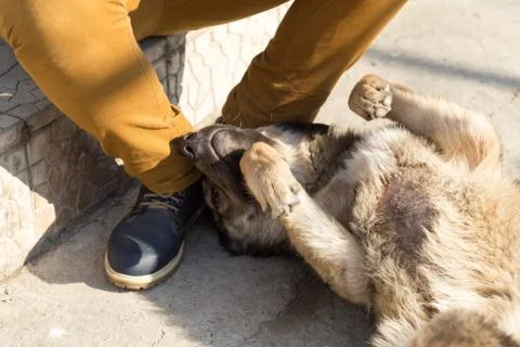 Young man sitting and playing with brown dog Stock Photos
