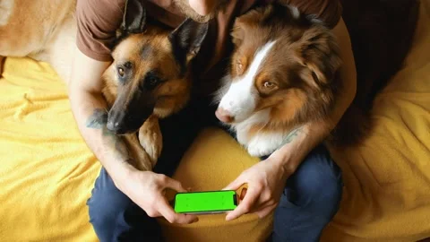 Young man sitting on bed with two dogs using smartphone to watch movie. Stock Footage 239311292