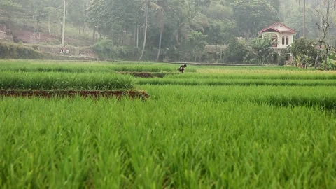 Young man sitting in the rice fields hunting eels Stock Footage 242223494