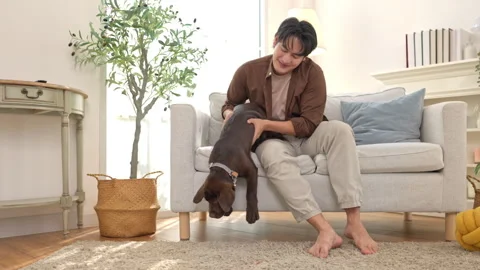 Young man sitting on a sofa hugging a chocolate Labrador puppy Video stock 338429104