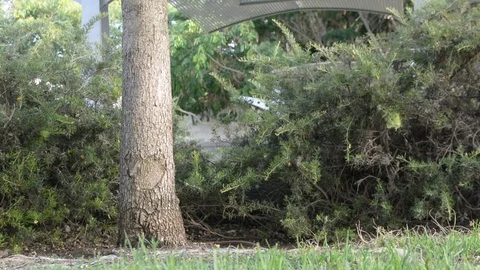 Young man sitting by the tree and talking on mobile phone Vídeos de archivo 91428003