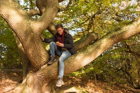Young man sitting in tree, looking at smartphone Stock Photos