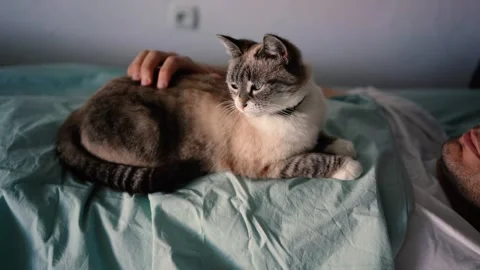 A young man sleeping with a cat on his chest, morning routine Stock-Footage 276379251