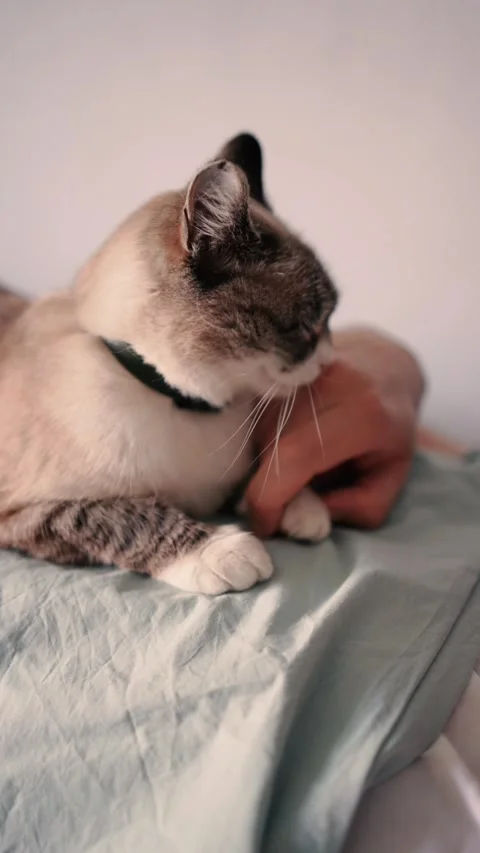 A young man sleeping with a cat on his chest, morning routine Stock-Footage 276379418