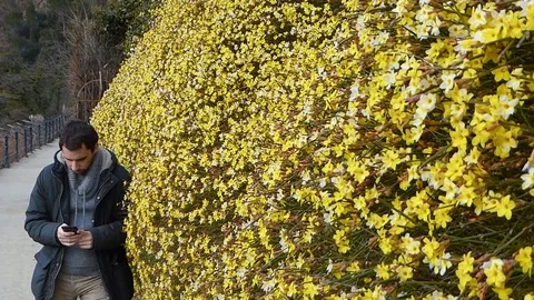 Young man on the smart phone next to flowers 2 Stock Footage 86283038