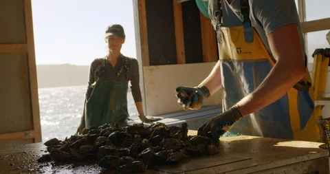 Young man sorting oysters. Vidéo 88372150