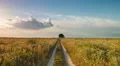 Young man stand and walk in the wheat and sunset background HD Footage