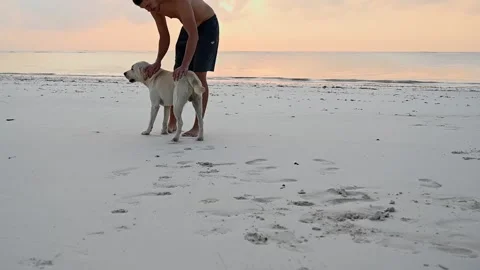 Young man strokes and scratches a dog on the shore of a sandy beach near the Stock Footage 242559325