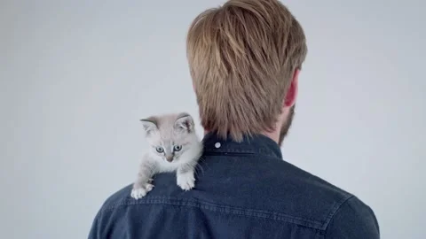 Young man stroking his cat of white color against wall in studio Stock Footage 163614397