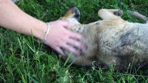 Young man stroking a stray dog and plays with it Stock Footage 76886776