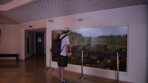 Young man, student observing stuffed pelicans in museum Stock Footage 49168139