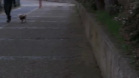 Young man taking his pet dog for a walk Stock Footage 152144563