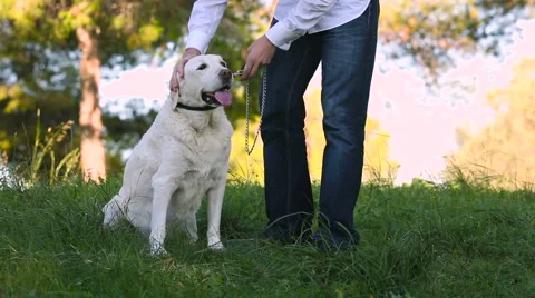 Young man taking old dog with a leash Stock Footage 56809155