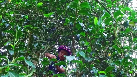 Young man tea trees tea leaves Stock Footage 75310311