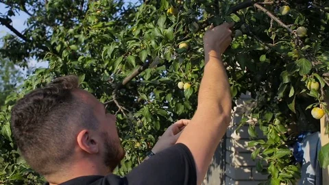 A young man tears plums from a tree in the garden Stock Footage 79651156