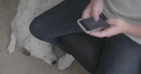Young man texts on smart phone by pet dog Stock Footage 78037472