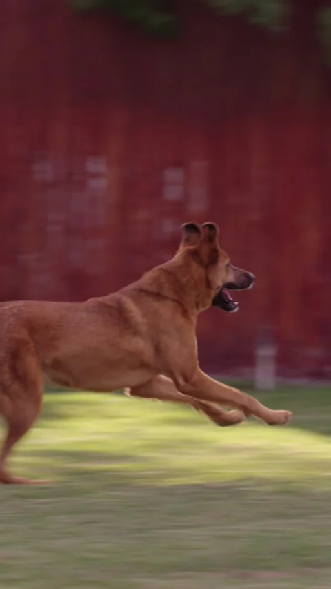 Young man throwing ball for dog playing fetch vertical video Video stock 287671168